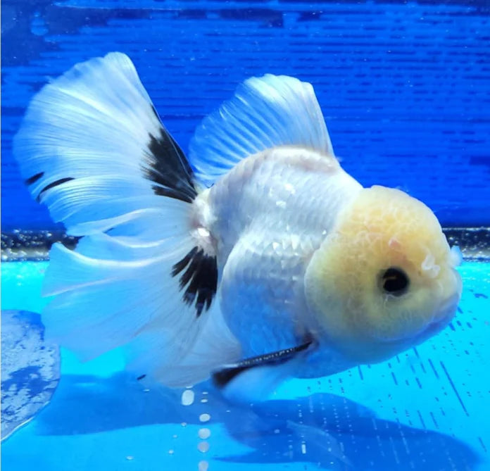 PANDA THAI ORANDA