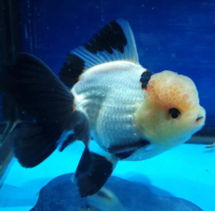 PANDA THAI ORANDA