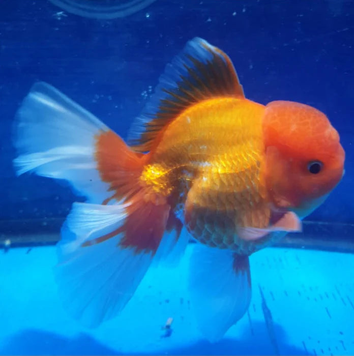 RED/WHITE COLOR THAI ORANDA