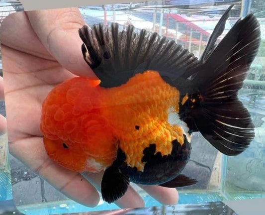 SPECIAL COLOR APACHE THAI ORANDA