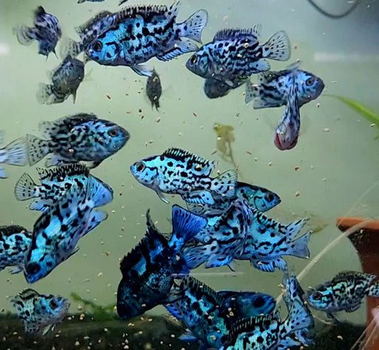 ELECTRIC BLUE JACK DEMPSEY AMERICAN CICHLID(CICHLASOMA OCTOASCIATUM)