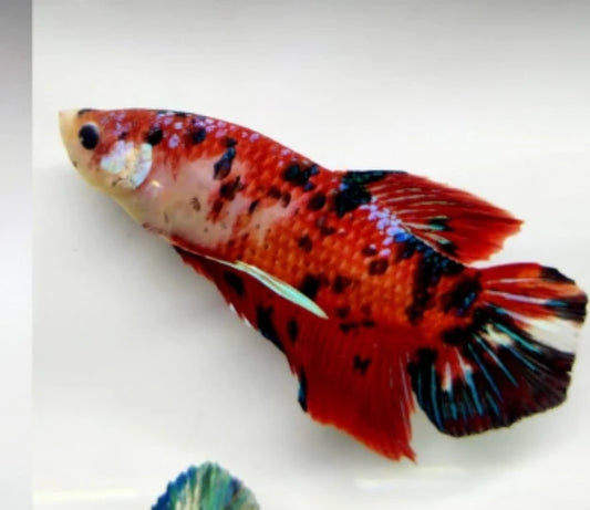 GIANT RED KOI HALFMOON FEMALE BETTA