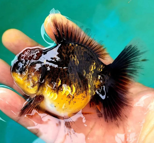 KIRIN THAI ORANDA