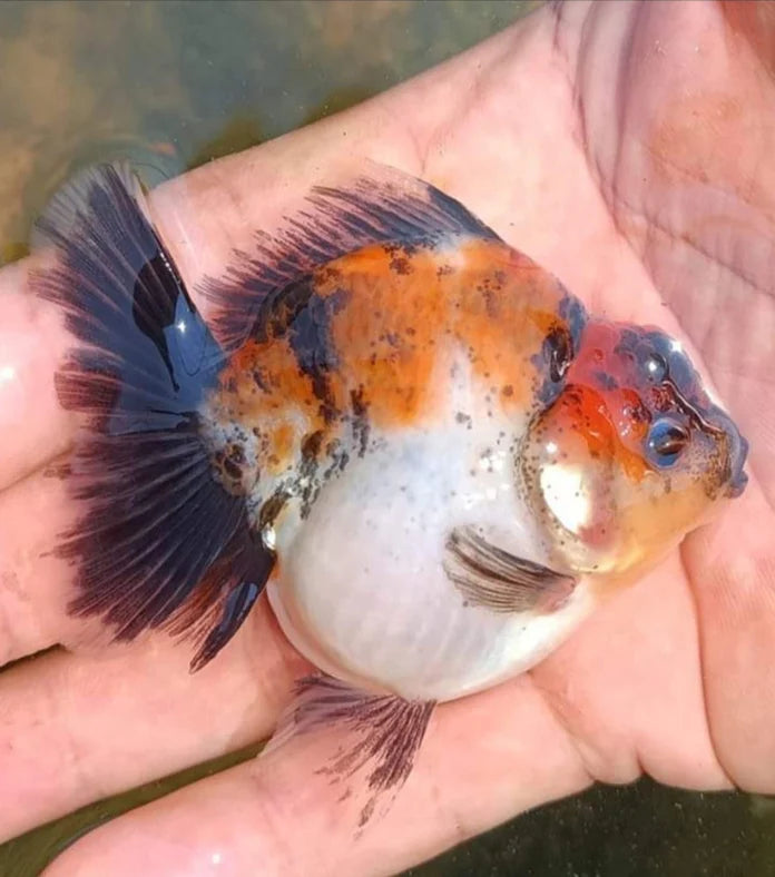 SAKURA THAI ORANDA