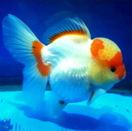 RED/WHITE THAI ORANDA