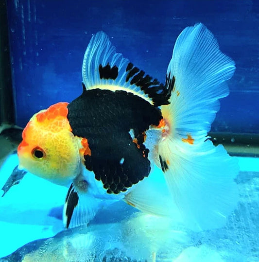 SPECIAL TRI COLOR THAI ORANDA