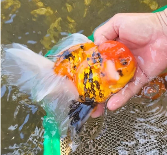 TIGER THAI ORANDA