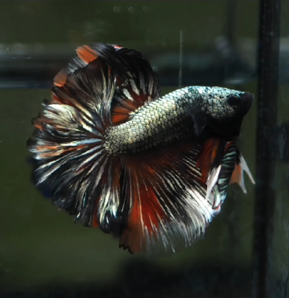 COPPER SCALES OVER HALFMOON STAR TAILS MALE