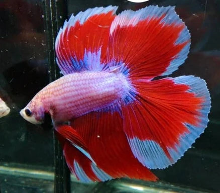 FANCY MIX COLOR DOUBLE TAIL HALFMOON MALE