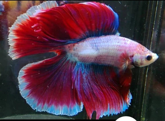 FANCY MIX COLOR DOUBLE TAIL HALFMOON MALE