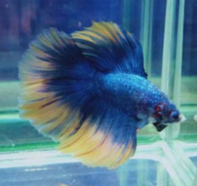 FANCY MIX COLOR DOUBLE TAIL HALFMOON MALE