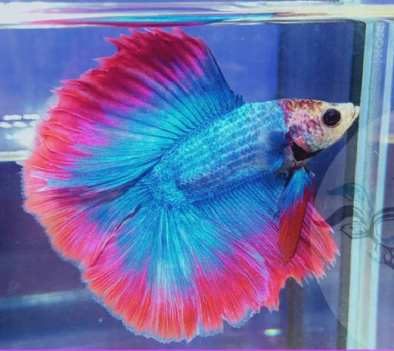 FANCY MIX COLOR DOUBLE TAIL HALFMOON MALE