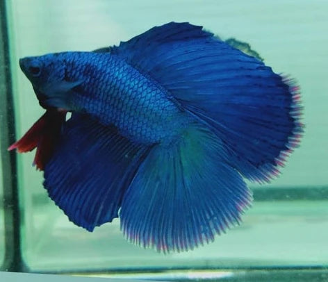 FANCY MIX COLOR DOUBLE TAIL HALFMOON MALE