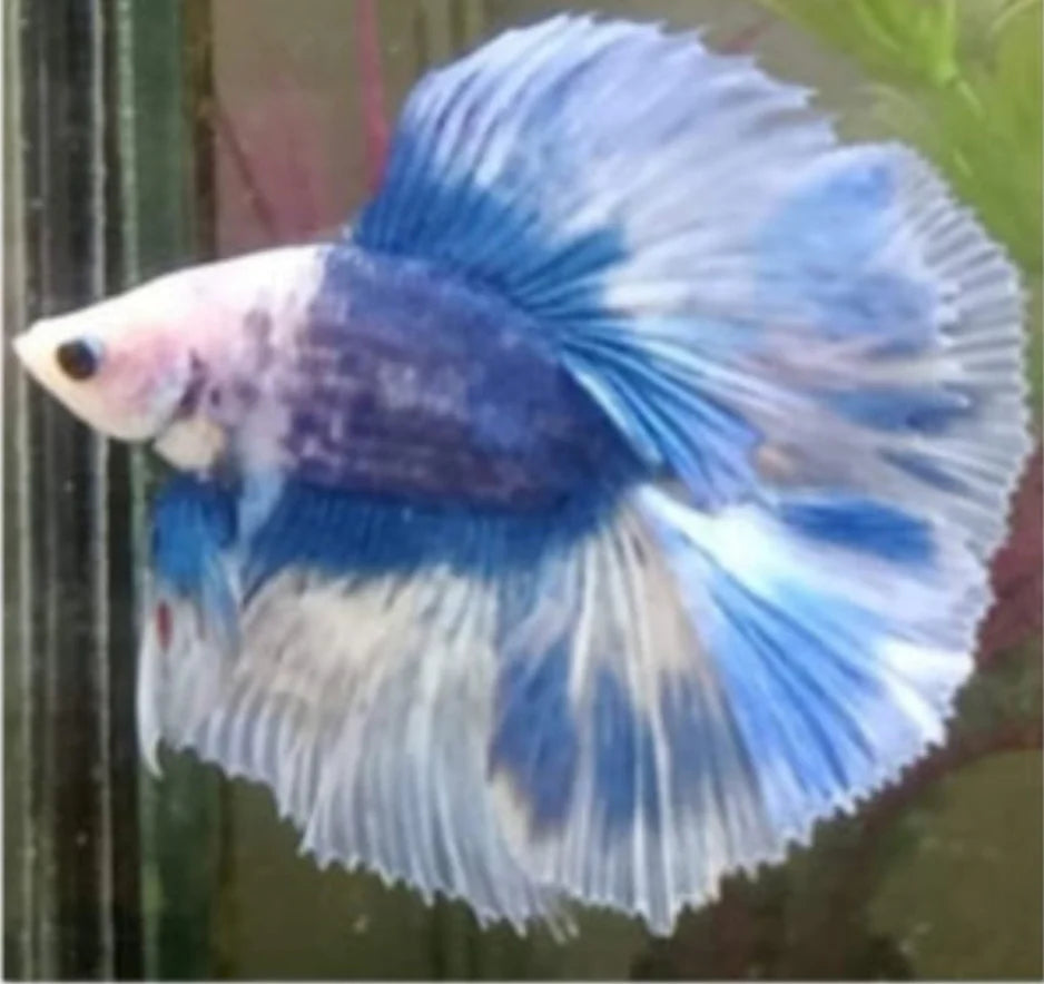 FANCY MIX COLOR DOUBLE TAIL HALFMOON MALE