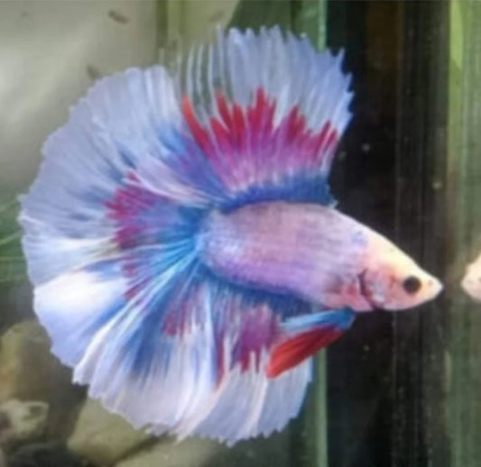 FANCY MIX COLOR DOUBLE TAIL HALFMOON MALE