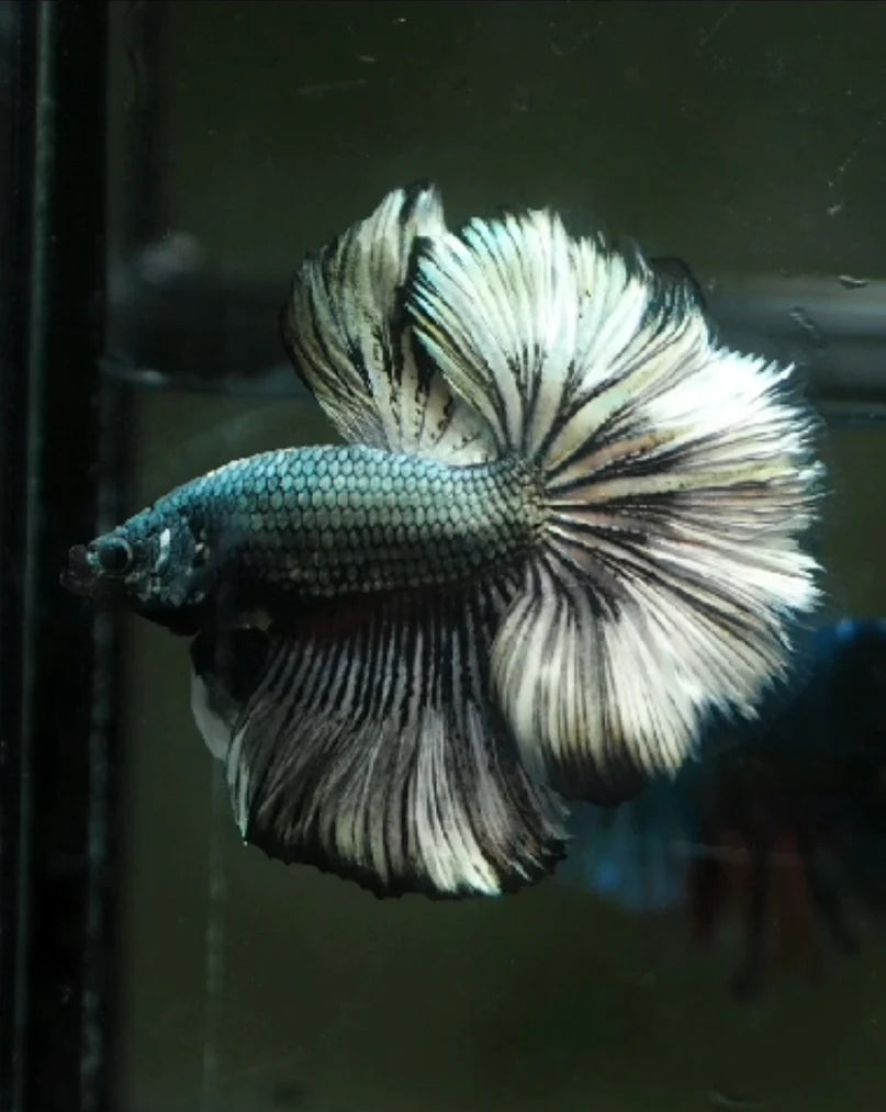 COPPER SCALES OVER HALFMOON STAR TAILS MALE