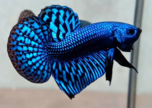 BLUE ALIEN MALE