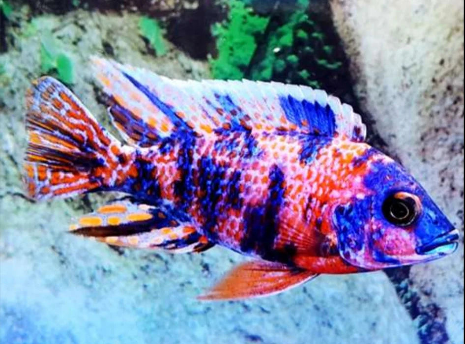 3" OB PEACOCK AFRICAN CICHLID (AULONOCARA SP. OB)