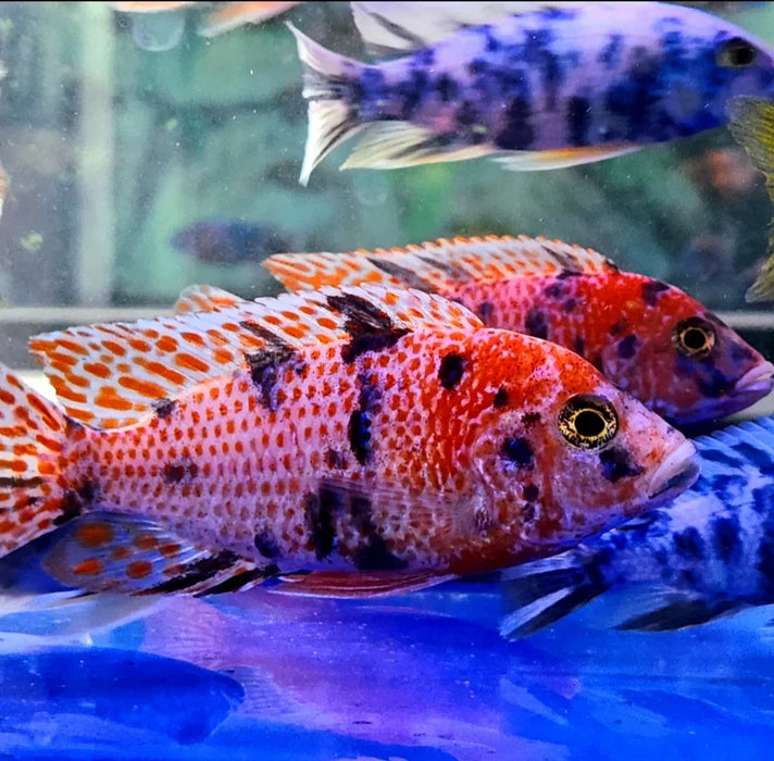 3" OB PEACOCK AFRICAN CICHLID (AULONOCARA SP. OB)