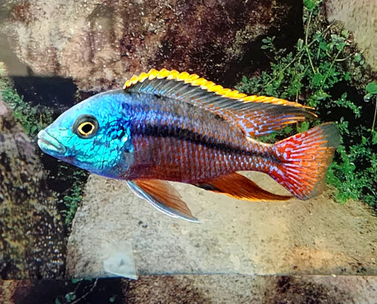 2.5-3" RED EMPRESS (PROTOMELAS TAENIOLATUS)