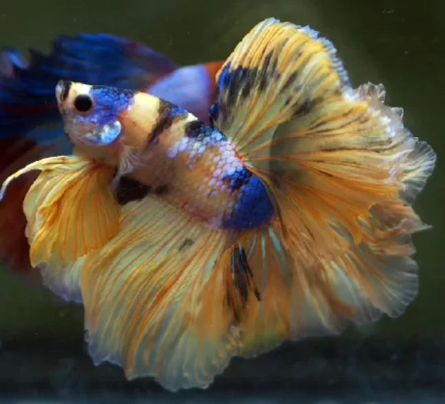 YELLOW KOI AND YELLOW FANCY MARBLE OVER HALFMOON MALE