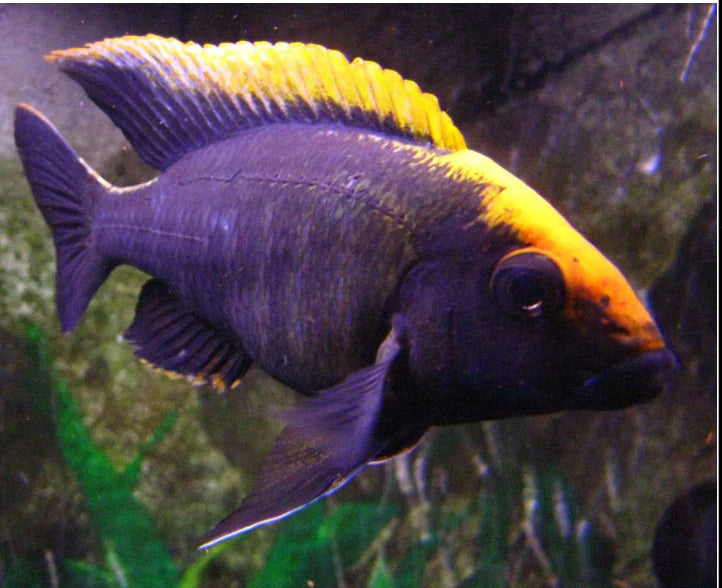 3" SULFUR HEAD/APACHE PEACOCK CICHLID (AULONOCARA MAYLANDI)