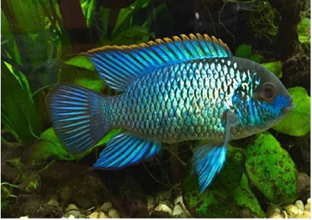 ELECTRIC BLUE ACARA 2.5"