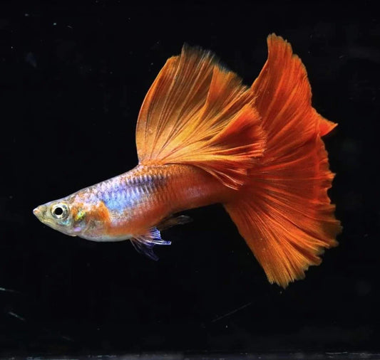 Blue Lazuri Red Tail High Dorsal