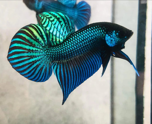 GREEN MAHACHAI MALE