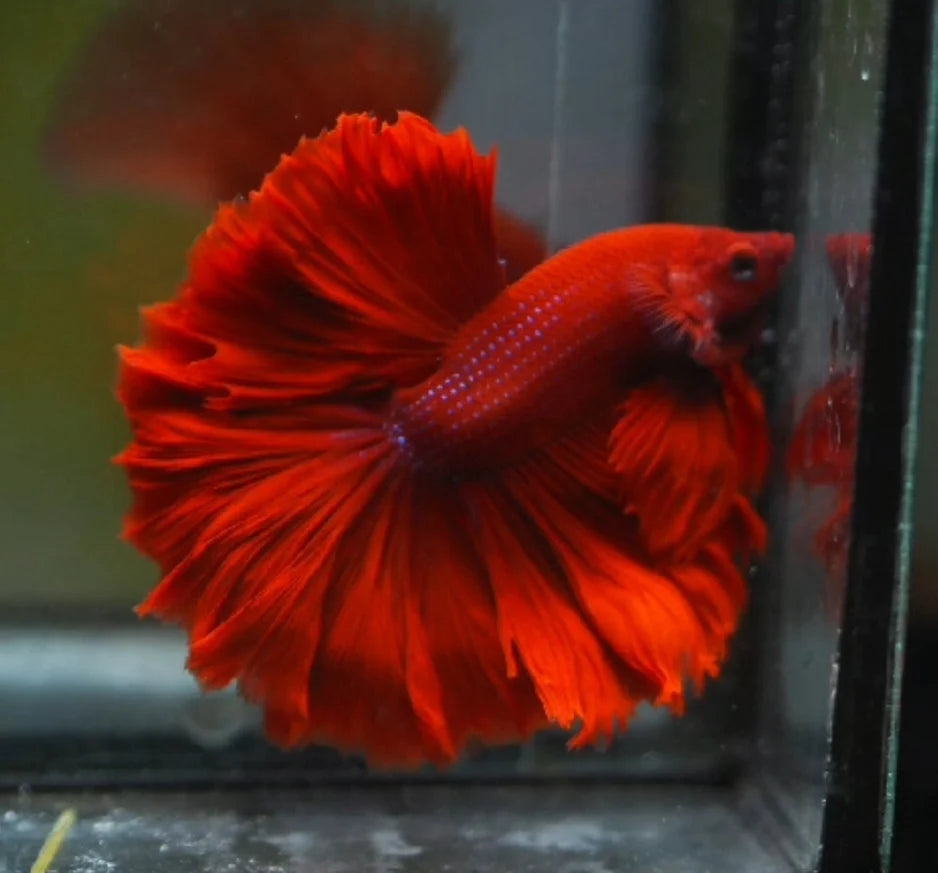 SUPER RED OVER HALFMOON ROSETAIL MALE