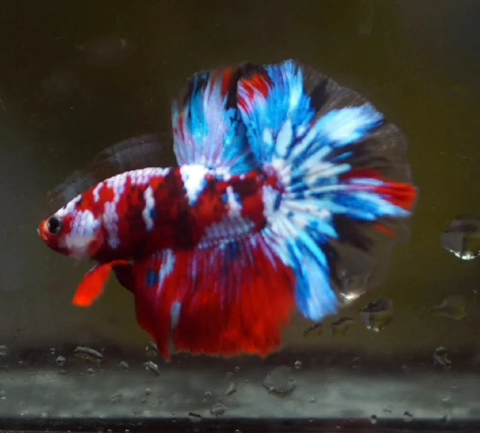 KOI AND NEMO GALAXY OVER HALFMOON ROSETAIL MALE