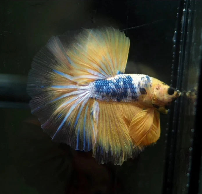 YELLOW KOI AND YELLOW FANCY MARBLE OVER HALFMOON MALE