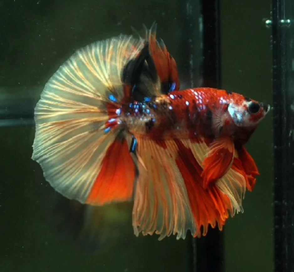 KOI AND NEMO GALAXY OVER HALFMOON ROSETAIL MALE