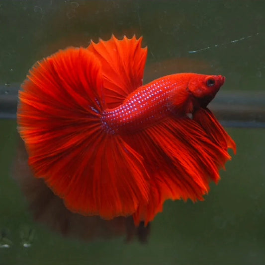 SUPER RED OVER HALFMOON ROSETAIL MALE