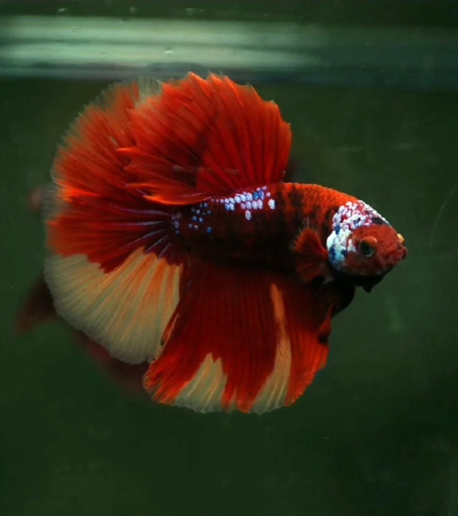 KOI AND NEMO GALAXY OVER HALFMOON ROSETAIL MALE