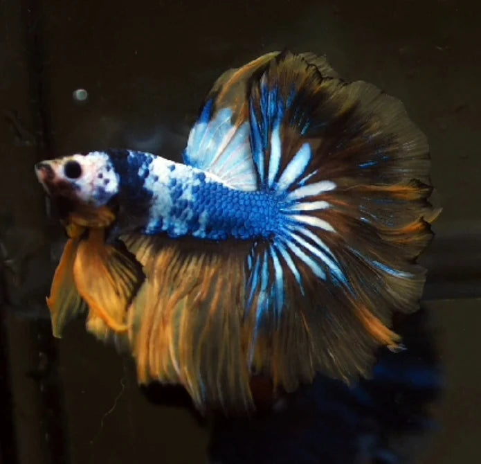 YELLOW KOI AND YELLOW FANCY MARBLE OVER HALFMOON MALE