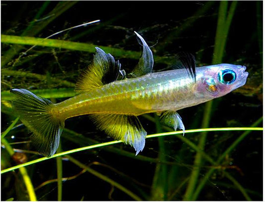 Pacific Blue-Eye Rainbowfish