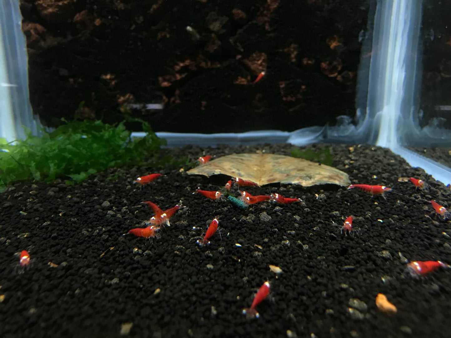 Super Red - Stripes SS Grade (PACK OF 5+1 DOA)