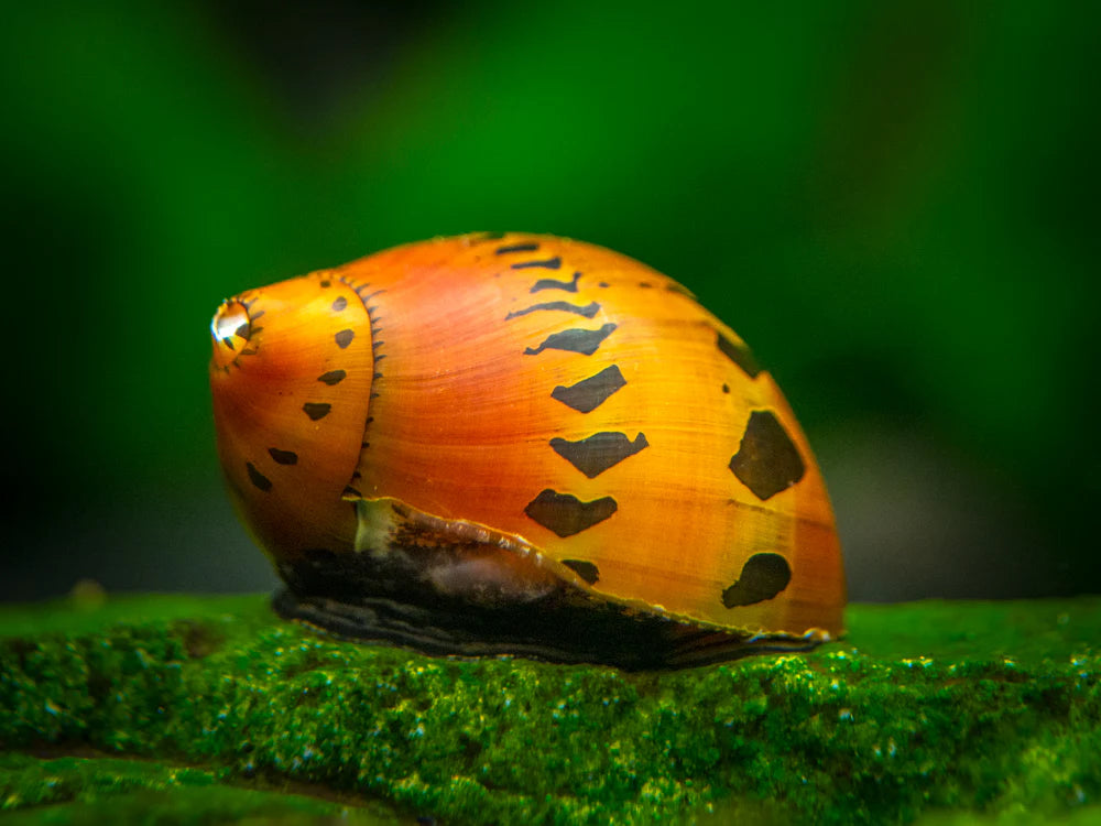 Assorted Nerite Snail