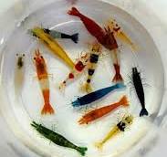 Breeder pack Neocaridina color of your choice