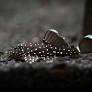 L183 Plecostomus