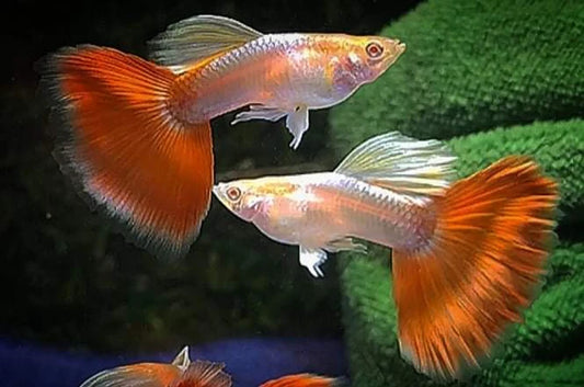 Albino Red Tail Platinum