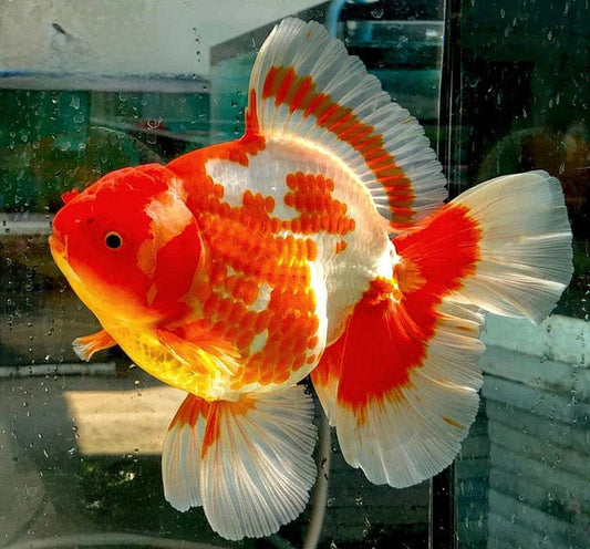 SPECIAL RED AND WHITE THAI ORANDA