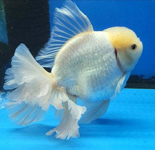 SUPER WHITE THAI ORANDA