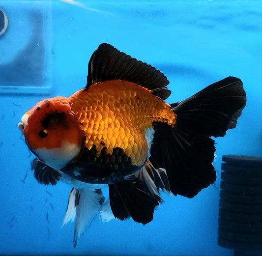 SPECIAL APACHE THAI ORANDA