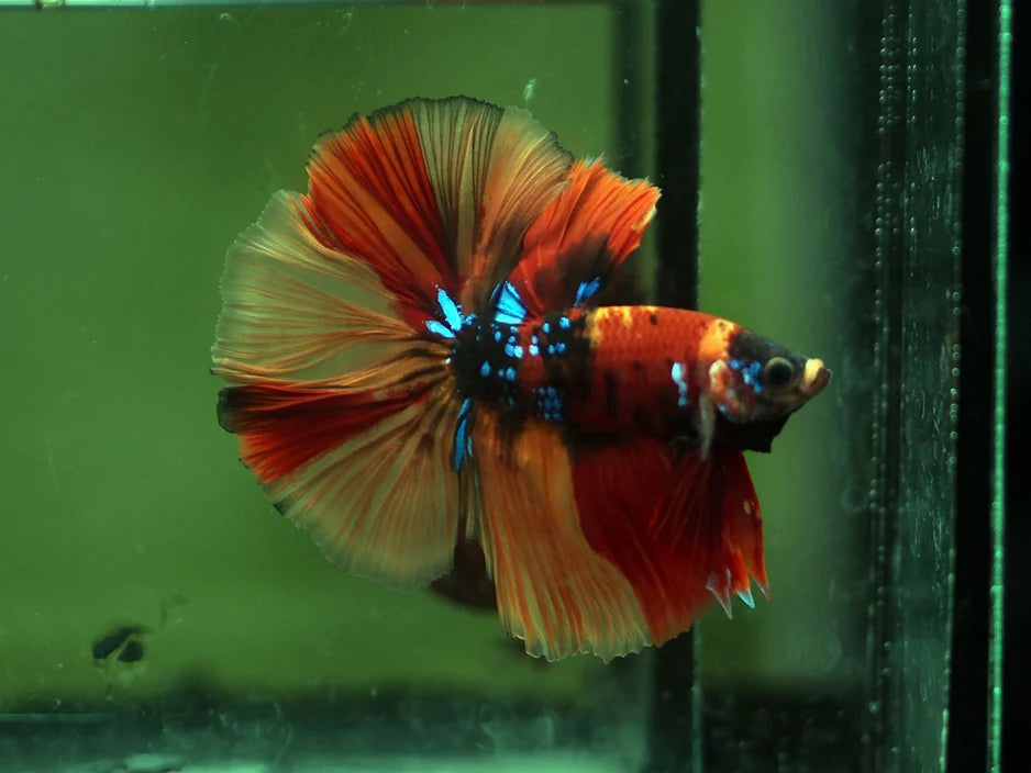 KOI AND NEMO GALAXY OVER HALFMOON ROSETAIL MALE