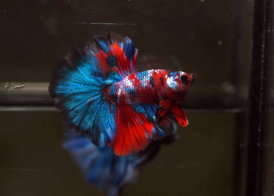 KOI AND NEMO GALAXY OVER HALFMOON ROSETAIL MALE