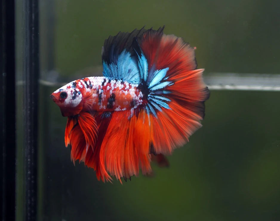 KOI AND NEMO GALAXY OVER HALFMOON ROSETAIL MALE