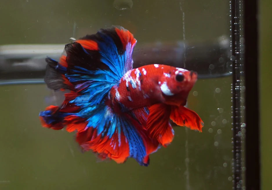 KOI AND NEMO GALAXY OVER HALFMOON ROSETAIL MALE