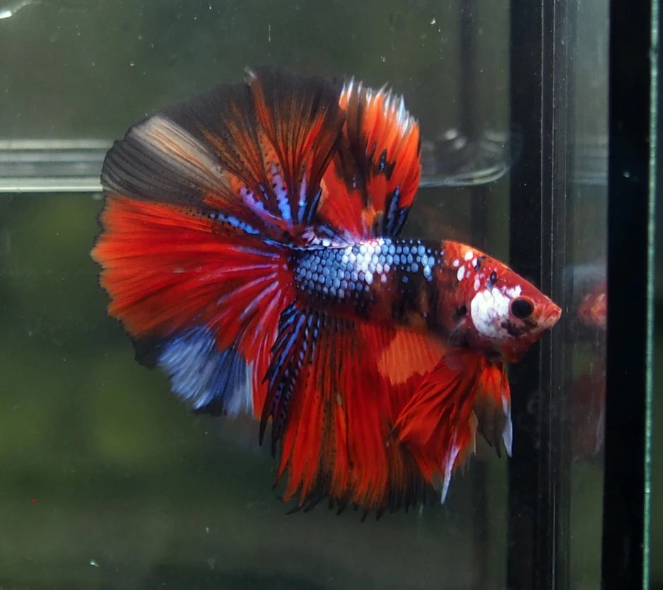 KOI AND NEMO GALAXY OVER HALFMOON ROSETAIL MALE